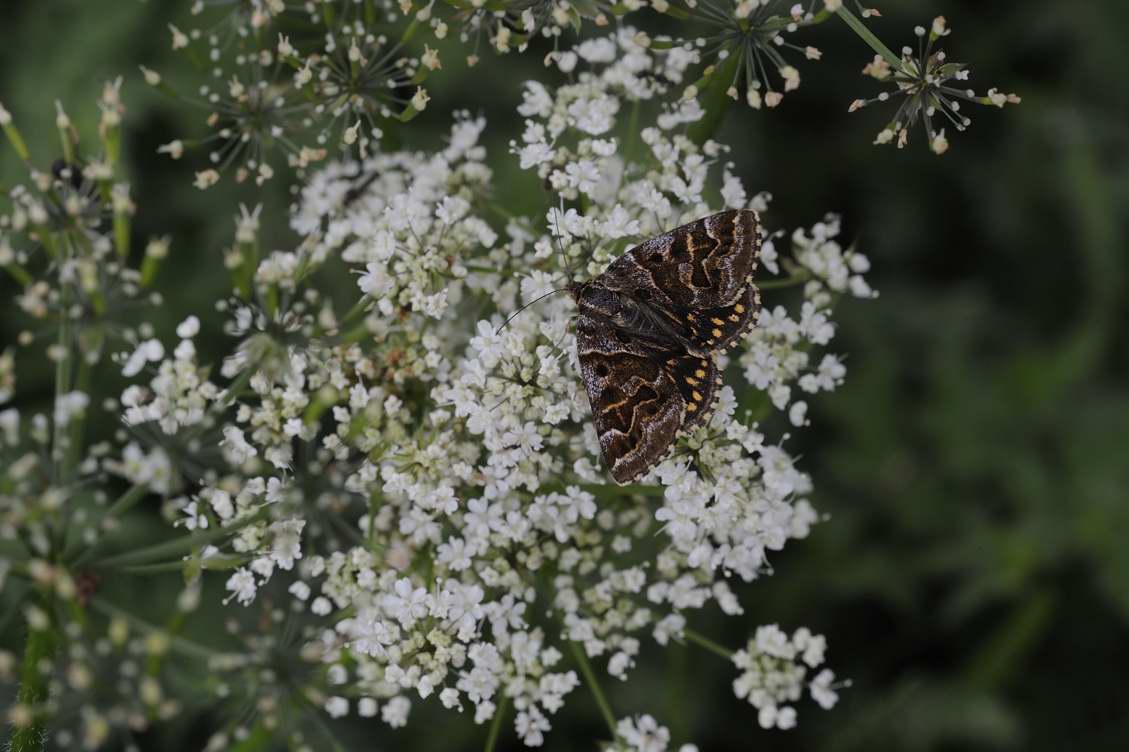 Farfalla da identificare - Euclidia (Callistege) mi